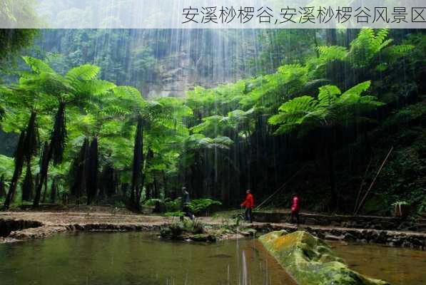 安溪桫椤谷,安溪桫椤谷风景区