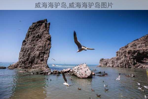 威海海驴岛,威海海驴岛图片-第2张图片-小艾出游网