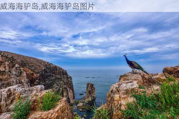 威海海驴岛,威海海驴岛图片-第3张图片-小艾出游网