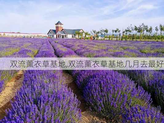 双流薰衣草基地,双流薰衣草基地几月去最好