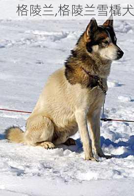 格陵兰,格陵兰雪橇犬