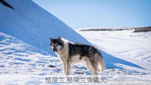 格陵兰,格陵兰雪橇犬-第3张图片-小艾出游网