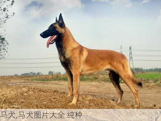 马犬,马犬图片大全 纯种-第1张图片-小艾出游网