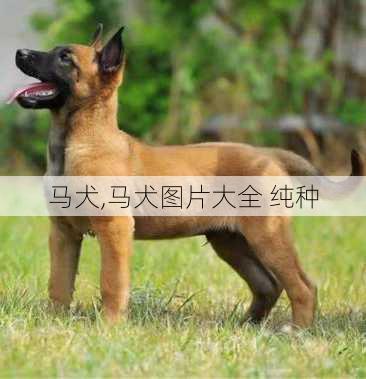 马犬,马犬图片大全 纯种-第3张图片-小艾出游网