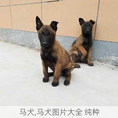 马犬,马犬图片大全 纯种-第2张图片-小艾出游网