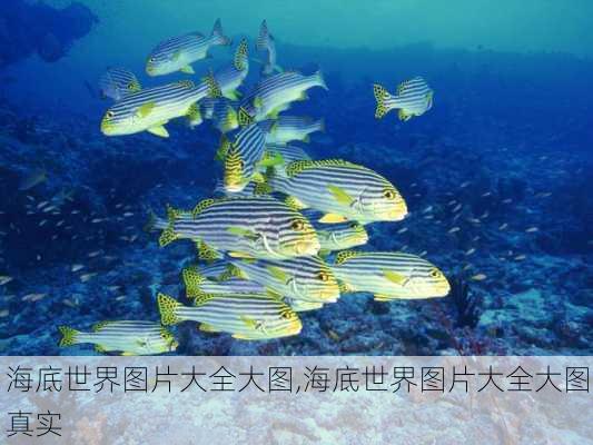 海底世界图片大全大图,海底世界图片大全大图真实