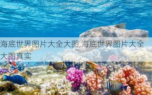 海底世界图片大全大图,海底世界图片大全大图真实-第3张图片-小艾出游网