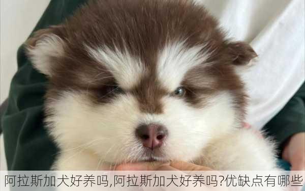 阿拉斯加犬好养吗,阿拉斯加犬好养吗?优缺点有哪些