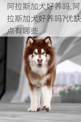 阿拉斯加犬好养吗,阿拉斯加犬好养吗?优缺点有哪些-第2张图片-小艾出游网