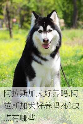 阿拉斯加犬好养吗,阿拉斯加犬好养吗?优缺点有哪些-第3张图片-小艾出游网