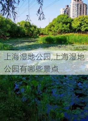 上海湿地公园,上海湿地公园有哪些景点