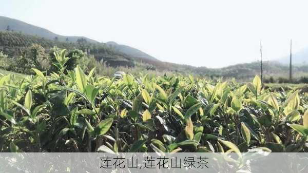 莲花山,莲花山绿茶-第2张图片-小艾出游网